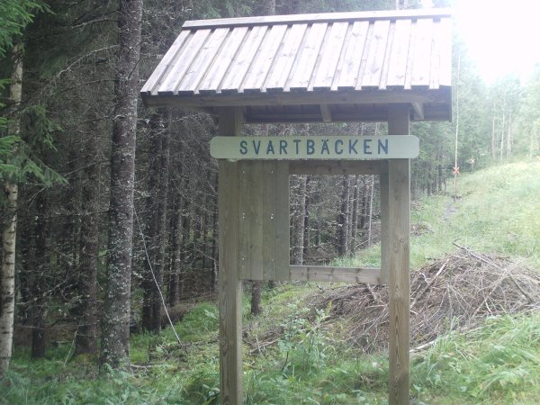 svartbacken